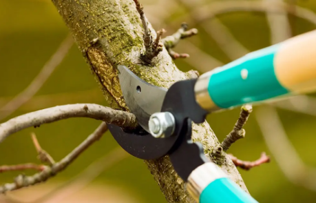 Arlington Tree Service Experts Image